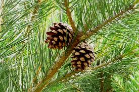 Attēlu rezultāti vaicājumam “Pinus sylvestris fruit”