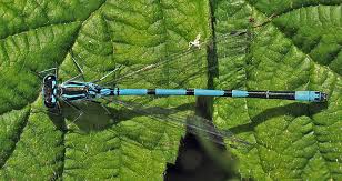 Attēlu rezultāti vaicājumam “Coenagrion puella male”