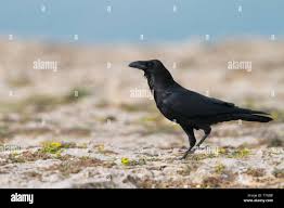 Attēlu rezultāti vaicājumam “Corvus corax adult”
