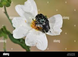 Attēlu rezultāti vaicājumam “Oxythyrea funesta imago”