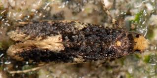 Attēlu rezultāti vaicājumam “Monopis weaverella”