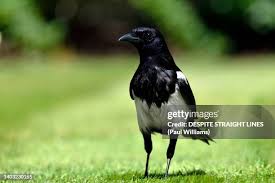 Attēlu rezultāti vaicājumam “Pica pica adult”