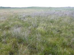 Attēlu rezultāti vaicājumam “Campylium stellatum”