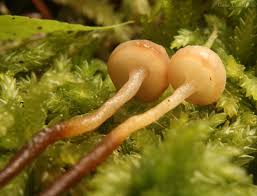 Attēlu rezultāti vaicājumam “Cudoniella clavus”