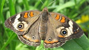 Attēlu rezultāti vaicājumam “Diachea muscorum young”