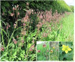 Attēlu rezultāti vaicājumam “Geum x intermedium”