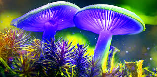 Attēlu rezultāti vaicājumam “Pholiota flammans”