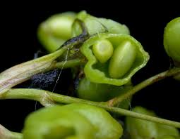 Attēlu rezultāti vaicājumam “Scheuchzeria palustris fruit”