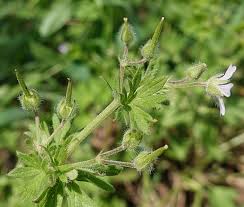 Attēlu rezultāti vaicājumam “Geranium pusillum leaf”