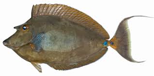 Image result for Naso unicornis