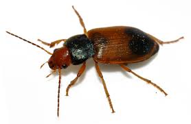 Attēlu rezultāti vaicājumam “Diachromus germanus”