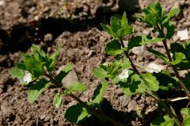 Attēlu rezultāti vaicājumam “Veronica agrestis leaf”