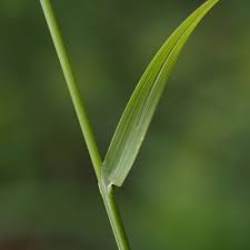 Attēlu rezultāti vaicājumam “Poa palustris leaf”
