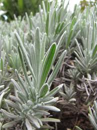 Attēlu rezultāti vaicājumam “Lavandula angustifolia leaf”