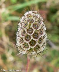 Image result for Scabiosa ochroleuca