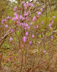 Attēlu rezultāti vaicājumam “Rhododendron canadense flower”