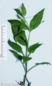 Attēlu rezultāti vaicājumam “Stellaria nemorum bud”