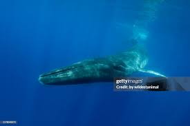 Image result for Balaenoptera physalus