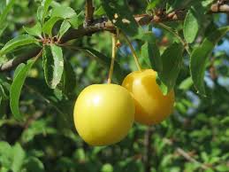 Attēlu rezultāti vaicājumam “Prunus (plum-tree) fruit”