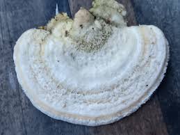 Attēlu rezultāti vaicājumam “Trametes suaveolens”