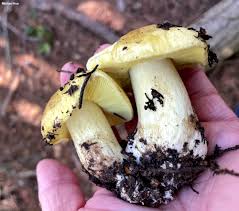 Attēlu rezultāti vaicājumam “Tricholoma flavovirens”