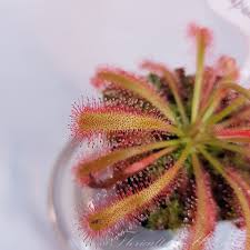 Attēlu rezultāti vaicājumam “Drosera x obovata leaf”