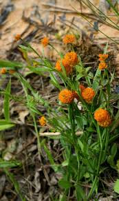 Attēlu rezultāti vaicājumam “Polygala amarella flower”