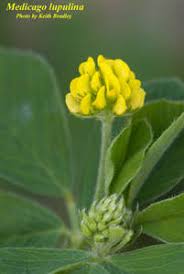 Attēlu rezultāti vaicājumam “Medicago lupulina”