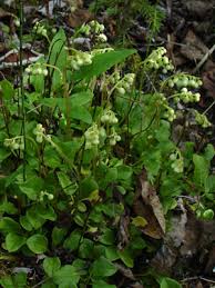 Attēlu rezultāti vaicājumam “Orthilia secunda”