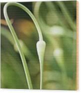 Attēlu rezultāti vaicājumam “Allium sativum bud”