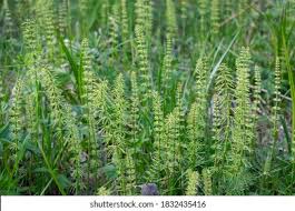 Attēlu rezultāti vaicājumam “Equisetum pratense”