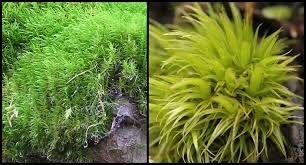 Attēlu rezultāti vaicājumam “Dicranales”