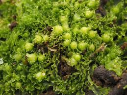 Attēlu rezultāti vaicājumam “Fossombronia foveolata sporophyte”