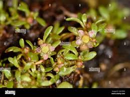 Attēlu rezultāti vaicājumam “Elatine hydropiper leaf”