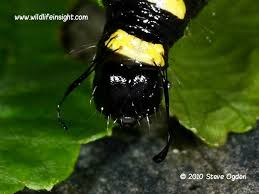 Attēlu rezultāti vaicājumam “Acronicta alni larva”