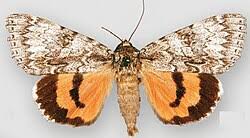 Attēlu rezultāti vaicājumam “Catocala sponsa”