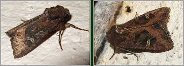 Attēlu rezultāti vaicājumam “Celaena leucostigma”