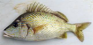 Image result for Haemulon plumierii