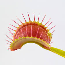 Attēlu rezultāti vaicājumam “Diachea muscorum stalked”