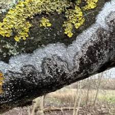 Attēlu rezultāti vaicājumam “Athelia pyriformis”