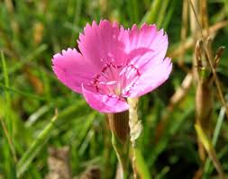 Attēlu rezultāti vaicājumam “Dianthus deltoides flower”
