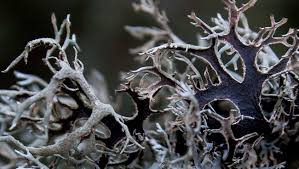 Attēlu rezultāti vaicājumam “Pseudevernia furfuracea”