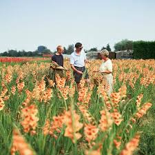Image result for Holbeach and Fenland
