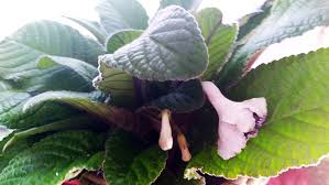 Image result for Streptocarpus