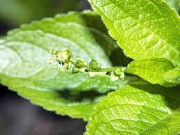 Attēlu rezultāti vaicājumam “Mercurialis perennis”