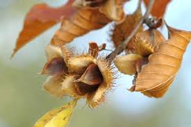 Attēlu rezultāti vaicājumam “Fagus sylvatica fruit”