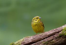 Attēlu rezultāti vaicājumam “Emberiza citrinella”