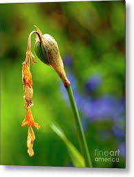 Attēlu rezultāti vaicājumam “Narcissus bud”