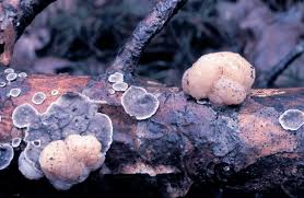 Attēlu rezultāti vaicājumam “Tremella encephala”