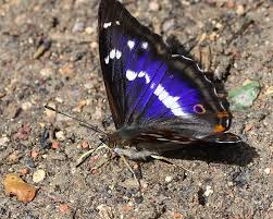 Attēlu rezultāti vaicājumam “Apatura iris female”